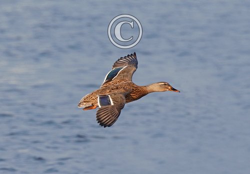 Female Mallard in Flight DM1644